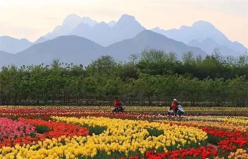 保定花海，浪漫满溢，简直要溢出来了！