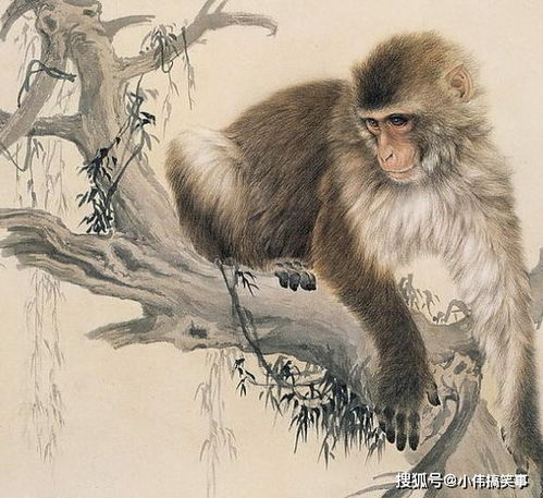 将萍踪梗迹打一生肖，是哪个生肖尾巴特长？