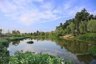 龙溪河湿地公园：探索湿地生态系统