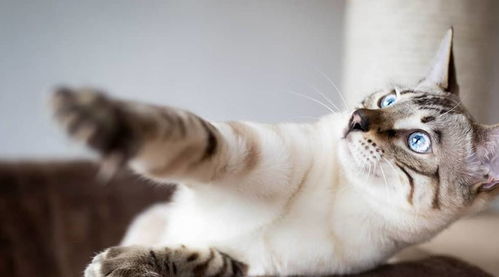 为哪些我觉得天蝎座会喜炎热爱这只cat？