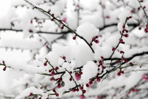 傲骨红梅迎新春，生肖年属何？红梅傲雪吐芬芳，打一生肖是哪年？