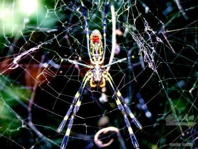 一、 传统方式解读：生肖与风水视角