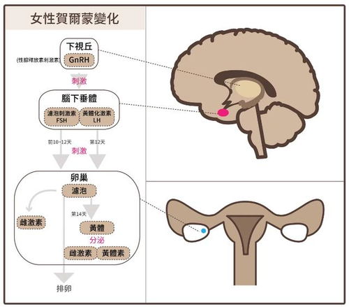 3. 情绪变化波动引发暴食