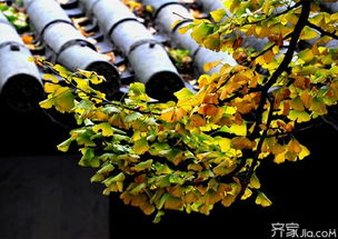 无患子树的风水寓意,无患子树的风水寓意
