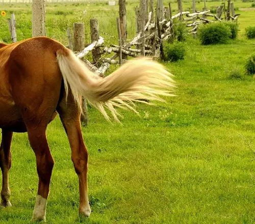 风水里马尾巴有何特殊作用？