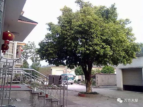 院子外面适合种什么树,院子外面适合种什么树