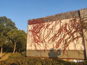 盐都三胡陈列馆：了解传统手工艺
