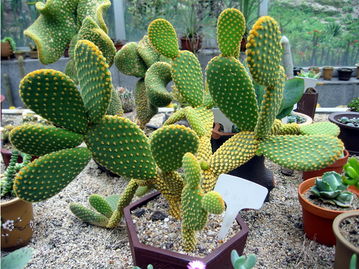 风水植物排名,植物风水禁忌