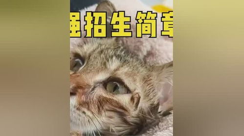 当猫咪遇上紫微斗数：命宫里的不速之客