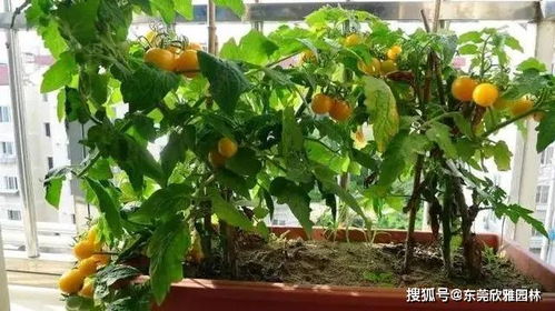 阳台适合盆栽哪种柠檬,阳台养柠檬树好吗