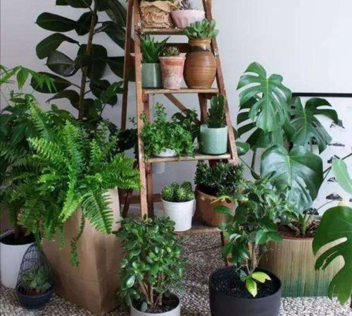 家里种植植物嫩起到辟邪和改善风水的作用吗？