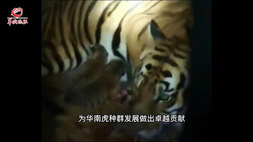 华南虎的深夜惊魂