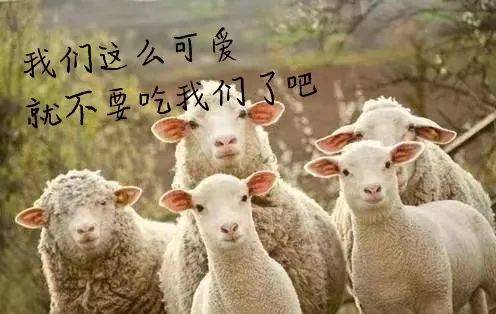 属羊的人冬至出生命运如何，有什么忒别的说法吗？
