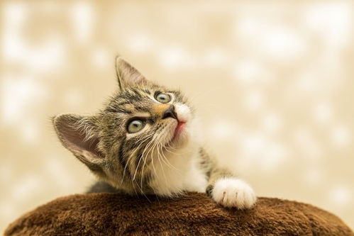 噪音三：我的猫咪叫“雪兔”，为什么她总是在我面前跑来跑去呢？是不是主要原因是她听懂了我的名字？哈！我是不是该给她起个新名字，让她更有气场？😂😂😂