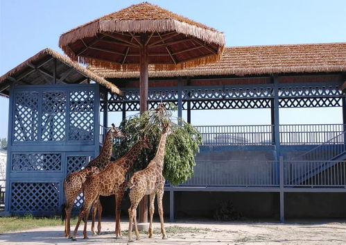 诡异天气预告：2026年参观必看