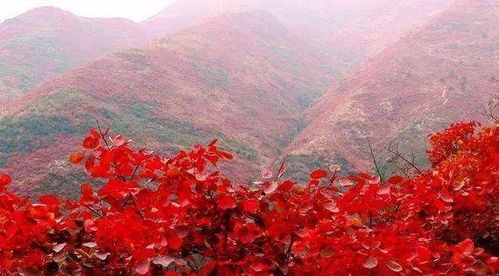 六、 红叶山庄的抖音风采（别忘了点赞+关注）