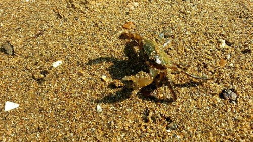 隐藏玩法：海蛎子与礁石的惊喜