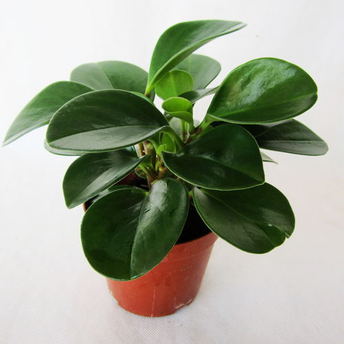 植物风水：2026年高科技版