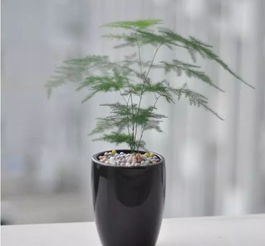 风水植物选修,植物风水书有哪些
