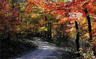 哪里是赏 红 叶 的最佳 秋季 旅游 地点？