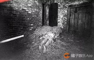 风水布局：如何用星象拯救哭泣之林？
