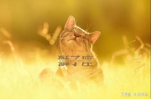星座生肖大乱炖：2026年黄历告诉你什么叫躺赢