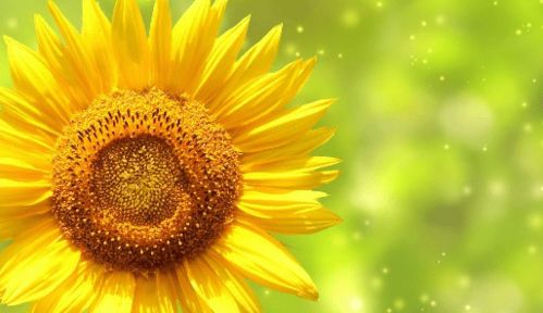 太阳花十二生肖运势中，哪个生肖的财运最为大利？