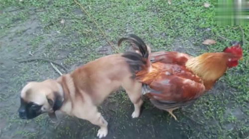 鸡犬不宁寓意,鸡犬不宁寓意