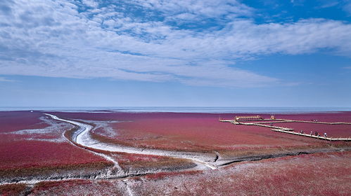 红海滩的“绯红”诱惑：秋季到底有多美？
