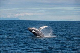 鲸鱼的长尾寓意和象征，难道不是代表着海洋的智慧和生命的永恒吗？