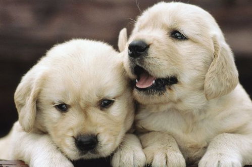 2026年属狗婚姻如何破解才能成功？