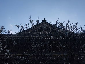 二、 禅意较深远——风穴寺塔林