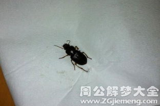 女人梦见蟑螂爬身上是什么征兆？预示着什么不好的事情？