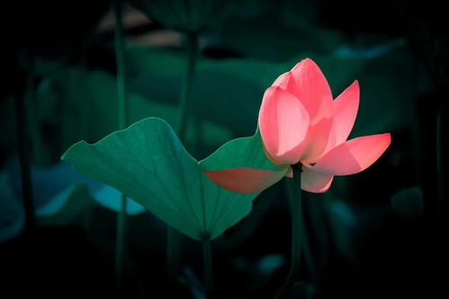 白莲花和绿荷白莲花分别是什么生肖，它们打一生肖是什么意思？