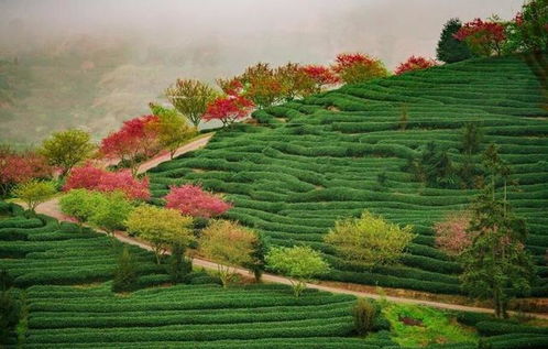樱花？呵呵，龙岩到永福的坑爹之旅大揭秘