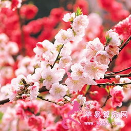 八字中桃花和红鸾有何区别？它们是否都属于桃花？
