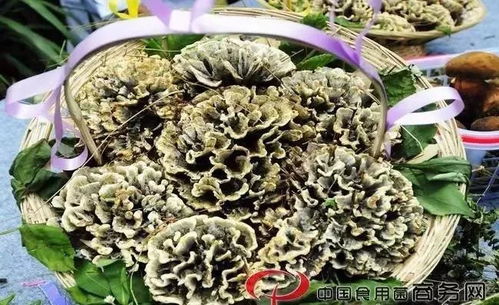 雨季云南， 一场舌尖上的寻味之旅