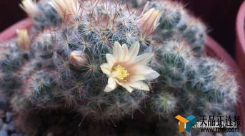 月见草种子种植方法和注意事项,月见草种在家里风水