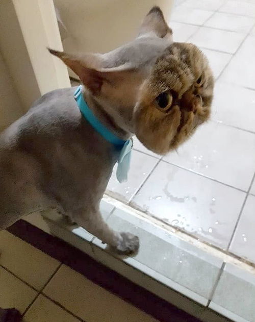 有没有什么超级萌的男猫咪名字，让人一听就忍不住想笑呢？