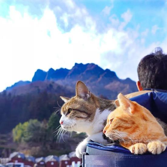 猫价低至五折， 游客狂欢季