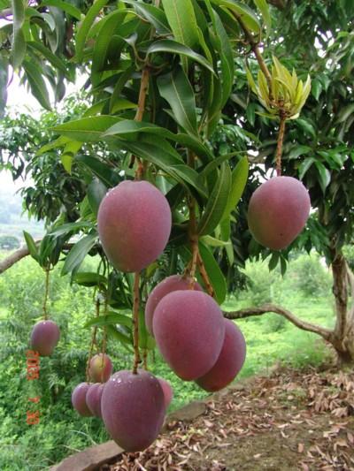 孕妇梦见芒果树上挂满芒果是什么预兆？