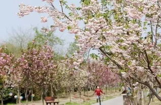 夜樱vs白天樱：血泪实测