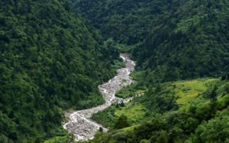 第一天：初入雨城， 迷失在碧峰峡的绿色迷宫里