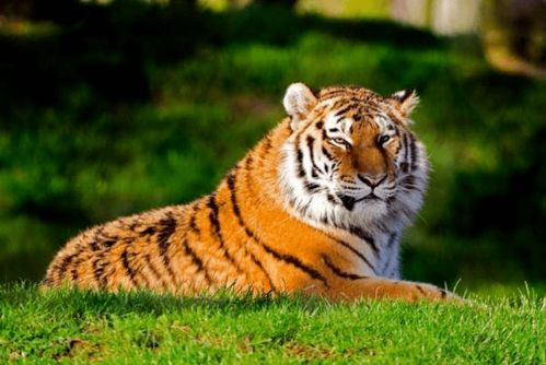 三、 属虎的猛兽——冲锋陷阵也要找方向盘