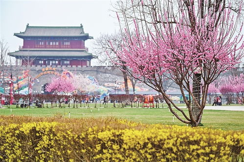 1、 天坛公园——丁香&二月兰的“隐蔽”角落（其实根本不隐蔽）