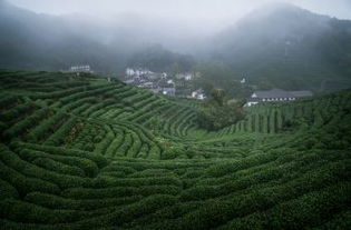 踏入龙坞茶村， 穿越时空的茶乡之旅