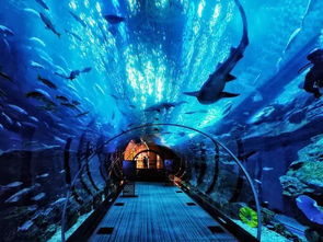 本地传说：惯与“美人鱼”的故事