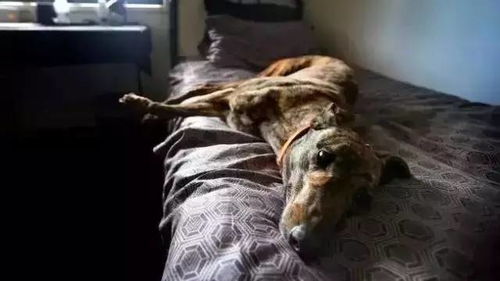 恶狗魂魄夜半惊， 恶霸甲家变鬼哭