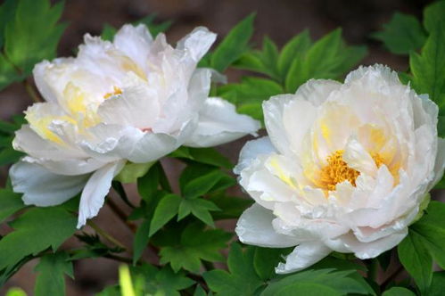 牡丹花作为金牛座的守护花，它究竟属于哪个星座呢？