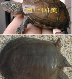 团鱼乌龟,养团鱼和乌龟风水